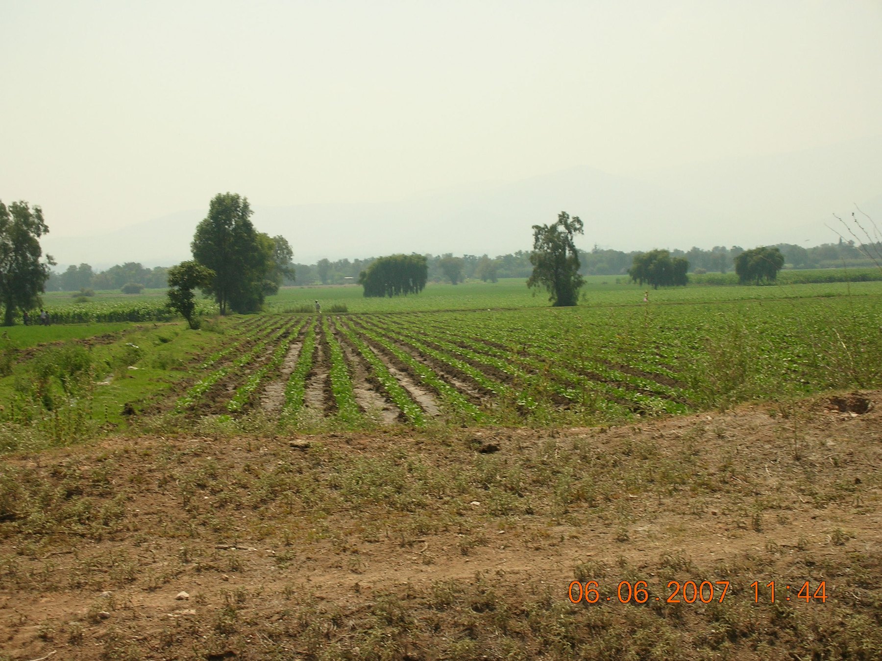 Cultivo de frijol en una parcela agrícola